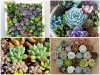 Trọn Bộ Trồng Và Chăm Sóc Giống Sen Đá Mix Màu 