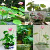 Bật Mí Cách Trồng Sen Mini Nhật 7 Màu Tuyệt Đẹp Ra Hoa Quanh Năm