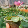 Trồng Sen Mini Nhật Bản Với Dinh Dưỡng Thủy Canh Hydroponic