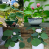Trồng Sen Mini Nhật Bản Với Dinh Dưỡng Thủy Canh Hydroponic
