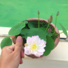 Trồng Sen Mini Nhật Bản Với Dinh Dưỡng Thủy Canh Hydroponic