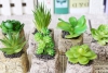 Bộ Hạt Giống Sen Đá Kim Cương Đủ Màu Sắc (1 gói hạt giống + 1 gói thuốc trừ bệnh + 06 viên nén kích 