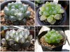 BỘ HẠT GIỐNG SEN ĐÁ KIM CƯƠNG VÀ LON ƯƠM MẦM 