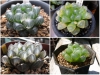 Cách Trồng Và Bố Trí Cây Sen Đá Kim Cương Mang Lại May Mắn 