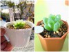 BỘ HẠT GIỐNG SEN ĐÁ KIM CƯƠNG VÀ LON ƯƠM MẦM 