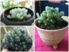 BỘ HẠT GIỐNG SEN ĐÁ KIM CƯƠNG VÀ LON ƯƠM MẦM 