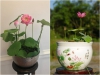Hạt Giống Sen Mini Nhật Bản - 10 Hạt - Siêu Khuyến Mãi