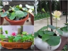 Hạt Giống Sen Mini Nhật Bản - 10 Hạt - Siêu Khuyến Mãi