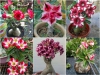 BỘ HẠT GIỐNG HOA SỨ KÉP THÁI LAN 