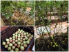Hướng Dẫn Cách Trồng Sung Mỹ Siêu Trái Chỉ Sau 6 Tháng 