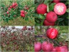 BỘ HẠT GIỐNG TÁO ĐỎ RUỘT ĐỎ REDLOVE 