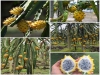 Kỹ Thuật Trồng Thanh Long Vàng Malaysia Siêu Trái Như Thanh Long Việt 
