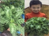 Trọn bộ trồng và chăm sóc hạt giống cải xoăn Kale khổng lồ
