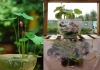 Bộ Sen Mini Nhật Bản Trồng Thủy Canh Siêu Đẹp – Cơn Sốt Mới Trên Thị Trường Hoa Cảnh