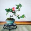 Hạt giống hoa Trà My