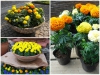  Tại Sao Cứ Đến Tết Người Việt Lại Chơi Hoa Vạn Thọ 