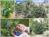 Trọn Bộ Trồng Và Chăm Sóc Giống Cây Việt Quất 