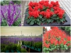 Trọn Bộ Trồng Và Chăm Sóc Giống Hoa Xác Pháo 
