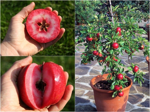 BỘ HẠT GIỐNG TÁO ĐỎ RUỘT ĐỎ REDLOVE 