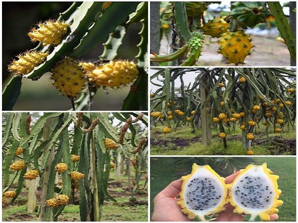 Kỹ Thuật Trồng Thanh Long Vàng Malaysia Siêu Trái Như Thanh Long Việt 