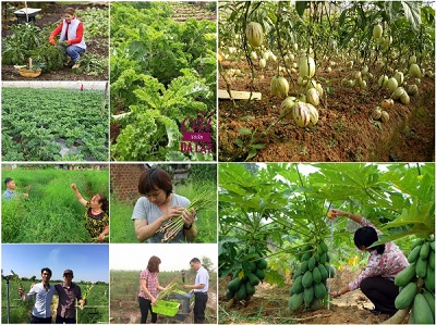 Tự Tay Trồng Rau Củ Sạch Tại Nhà - 06 Loại Rau Củ Dễ Trồng Năng Suất Cao Tự Tay Trồng Rau Củ Sạch Tại Nhà - 06 Loại Rau Củ Dễ Trồng Năng Suất Cao