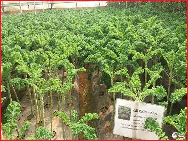 Trọn bộ trồng và chăm sóc hạt giống cải xoăn Kale khổng lồ